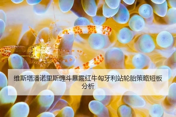 wei-si-ta-pan-nuo-li-si-chan-dou-bao-lu-hong-niu-xiong-ya-li-zhan-lun-tai-ce-lve-duan-ban-fen-xi-2-343.jpg